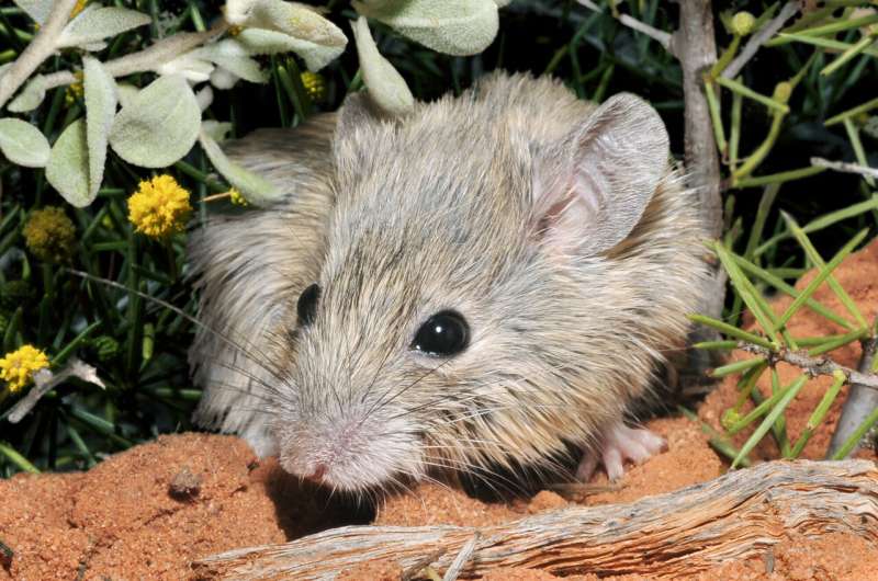 Shock find brings extinct mouse back from the dead