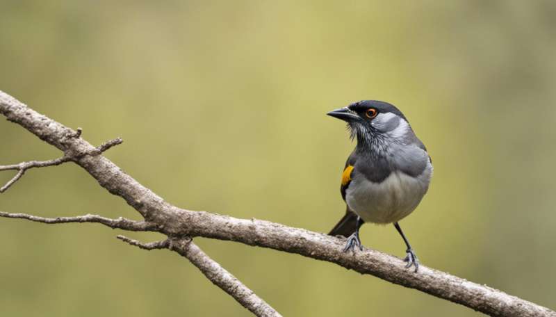 Should we cull noisy miners? After decades of research, these aggressive honeyeaters are still outsmarting us