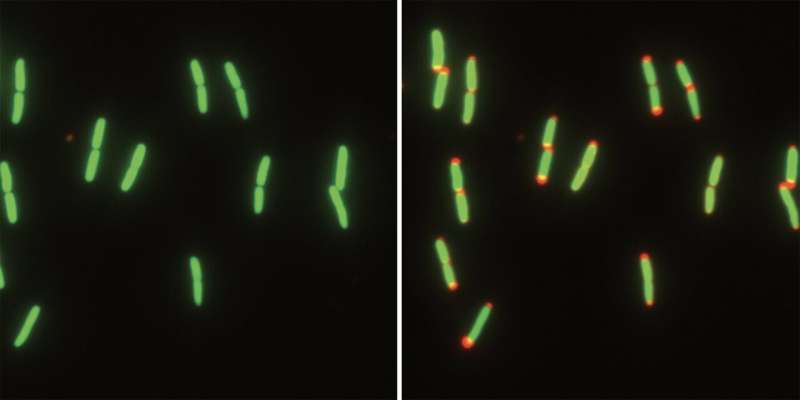 Shrinking to survive: Bacteria adapt to a lifestyle in flux