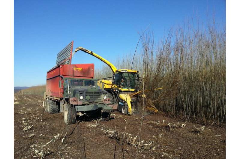 Shrub willow as a bioenergy crop
