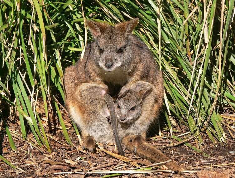 Shy little wallaby has been overlooked for decades