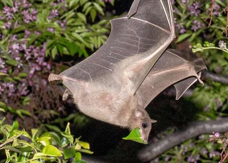 Sick bats also employ 'social distancing' which prevents the outbreak of epidemics