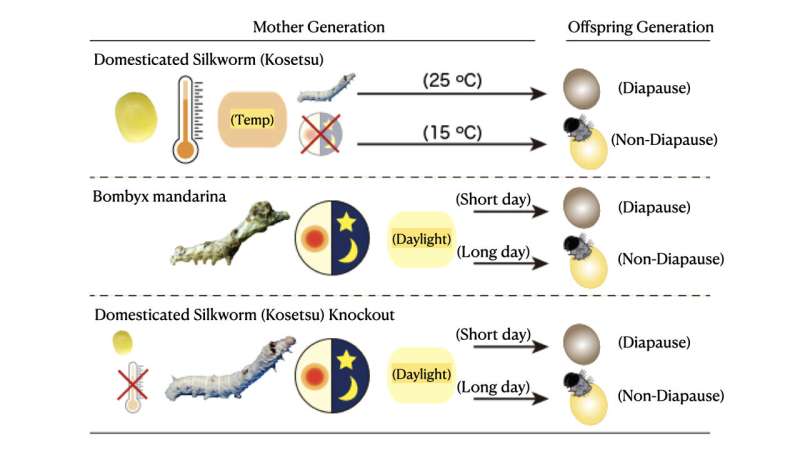 Silk moth's diapause reverts back to ancestors' through gene editing!?