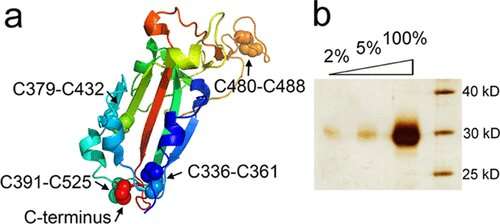 简单,合成结构,模拟表面SARS-CoV-2坐骑健壮的小鼠的免疫反应