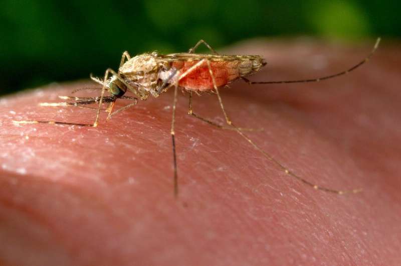 Simple genetic modification aims to stop mosquitoes spreading malaria