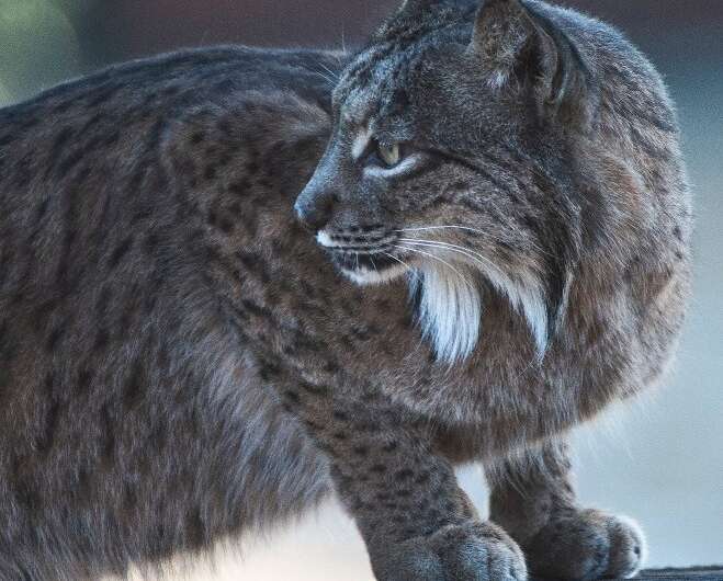 Since 2011, the breeding centres have released just over 300 lynxes