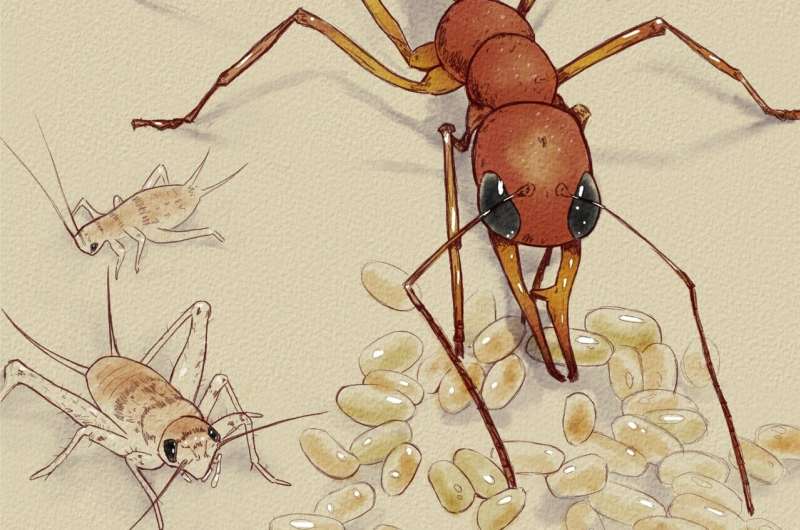 Single molecule controls unusual ants' switch from worker to queen-like status