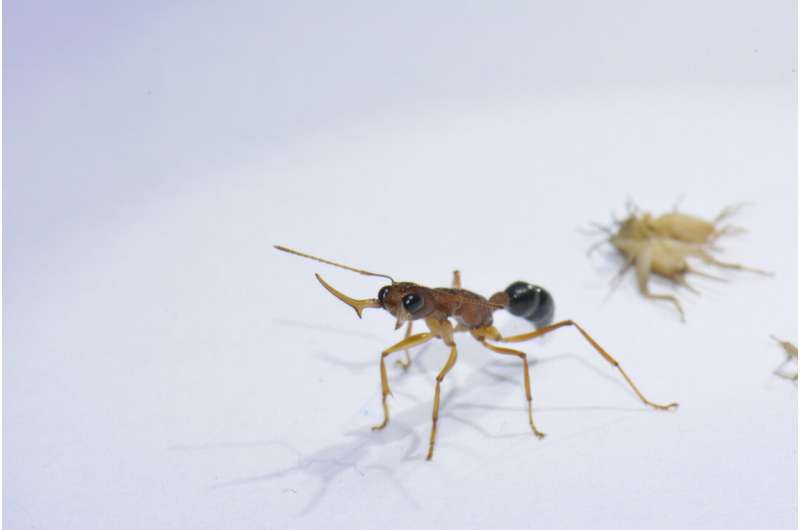 Single molecule controls unusual ants' switch from worker to queen-like status