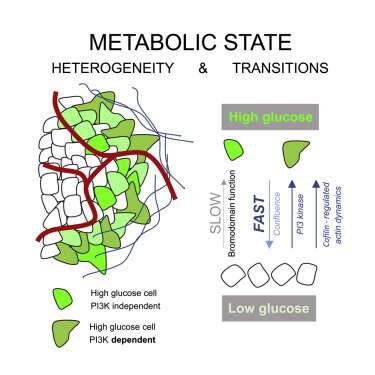 Single-cell imaging to completely define tumor micro-metabolic state