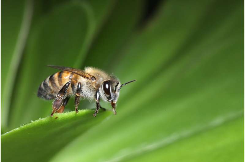 Size matters for bee 'superorganism' colonies