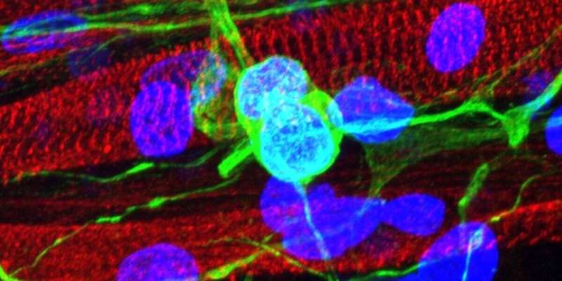 Skeletal muscle grown in a dish offers insight for neuromuscular diseases