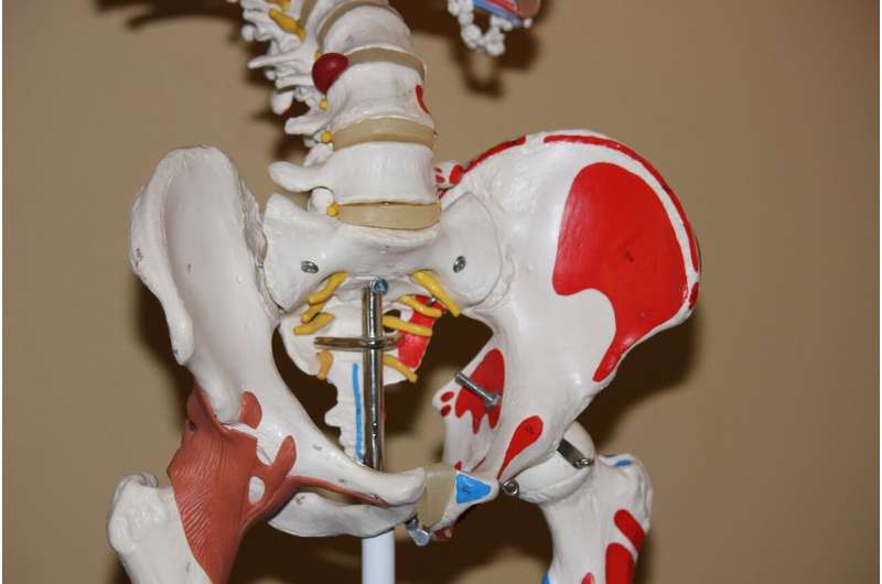 skeleton hip