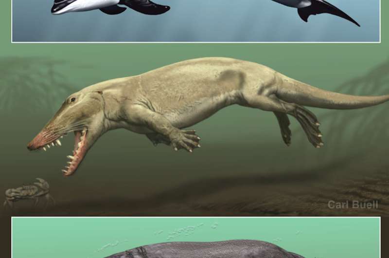 Skin deep: Aquatic skin adaptations of whales and hippos evolved independently