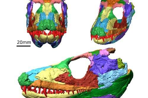 Исследователи воссоздали в цифровом виде череп амфибии возрастом 340 млн лет