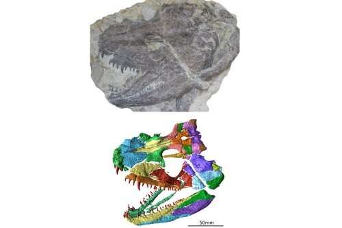 Skull of 340 million year old animal digitally recreated, revealing secrets of ancient amphibian