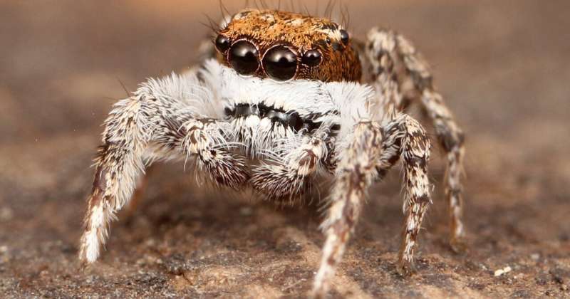 Small jumping spiders illuminate physical actions that propel animals from one place to another