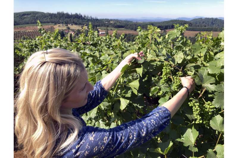 Smoke, extreme heat pose harsh test for West Coast vineyards