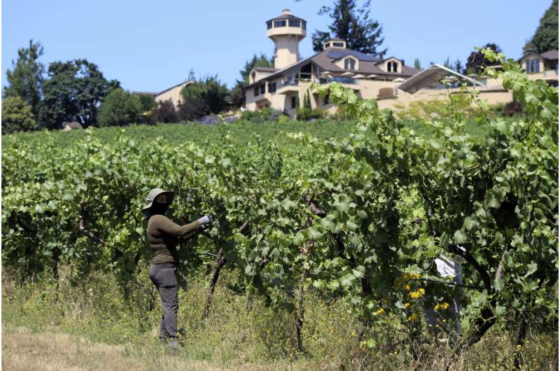Smoke, extreme heat pose harsh test for West Coast vineyards