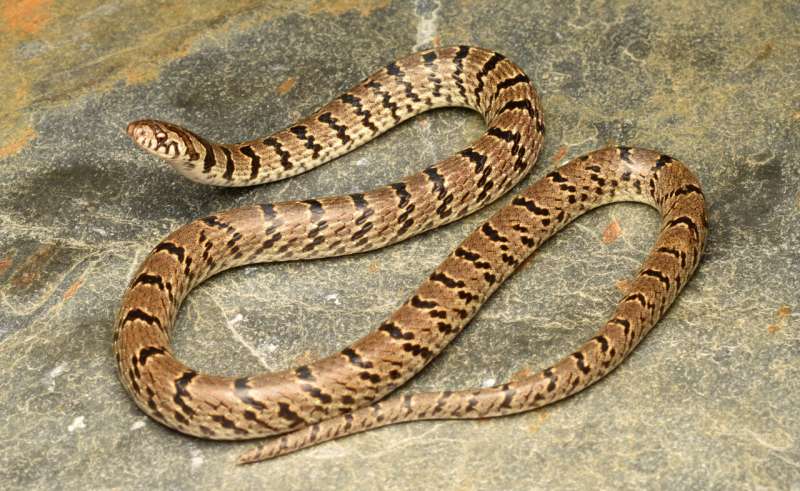 Snake photo posted on Instagram leads to the discovery of a new species from the Himalayas