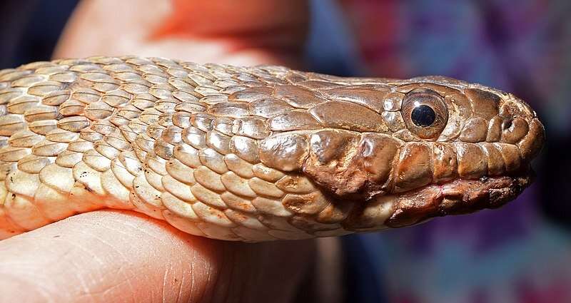 Snakes look like monsters as fungal disease spreads in eastern US, experts say
