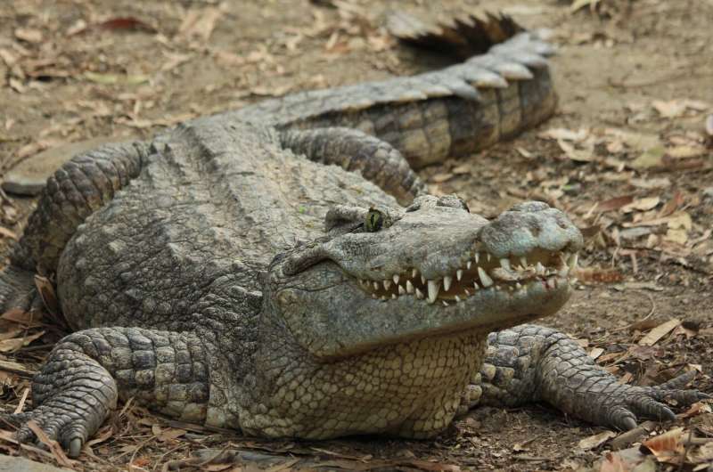 Snappy evolution was behind the success of ancient crocodiles