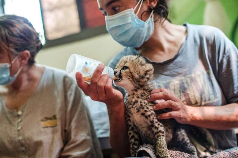 Snatched from their mothers, shipped out of Africa to war-torn Yemen and onward to the Gulf, a cheetah cub that survives the ord