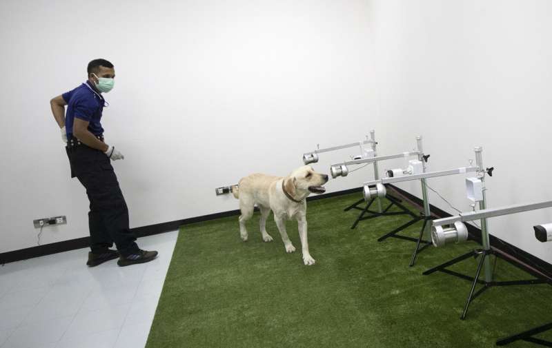 Sniffing Labrador retrievers join Thai coronavirus fight