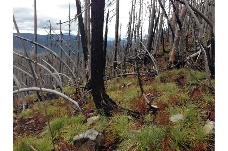 Snow cover critical for revegetation following high-severity forest fires, study shows