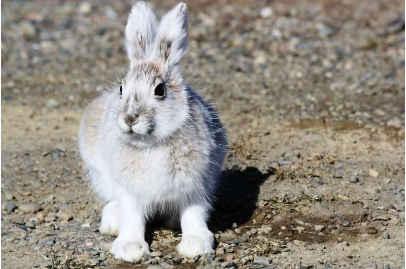 Snowshoe hares with mismatched coats due to global warming are faring better than ever