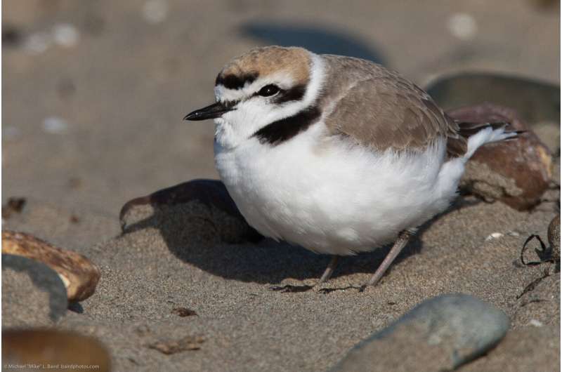 Snowy plovers, already a threatened bird, are caught up in Orange County oil spill