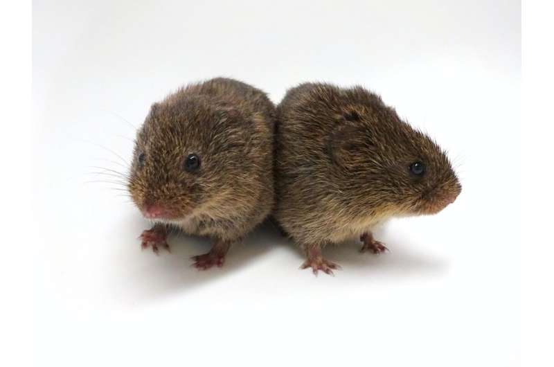 Social motivation in voles differs by species and sex