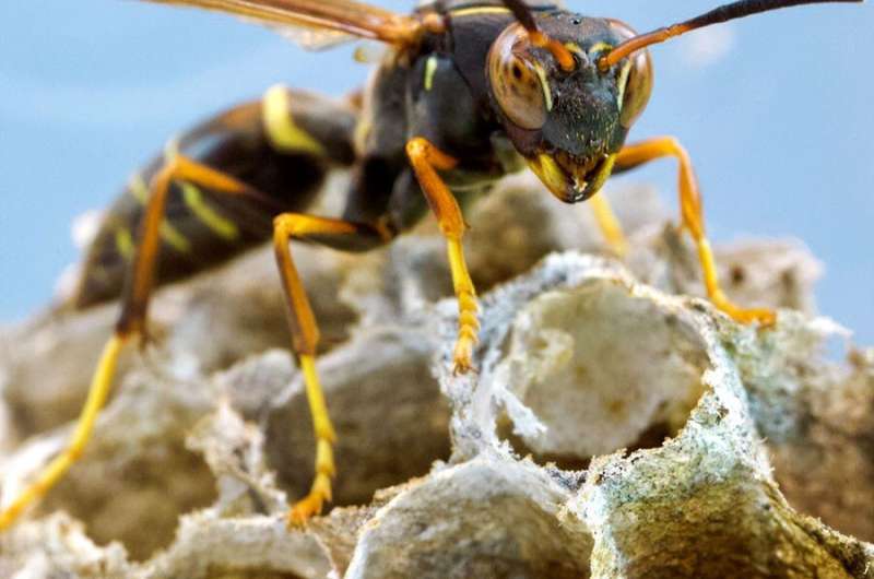 Social wasps lose face recognition abilities in isolation