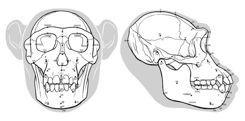 Soft tissue measurements critical to hominid reconstruction