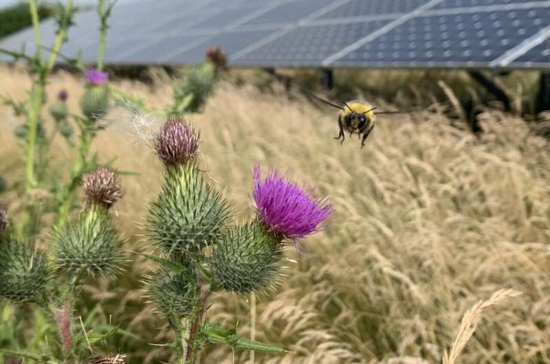 Solar parks could boost bumble bee numbers in a win-win for nature