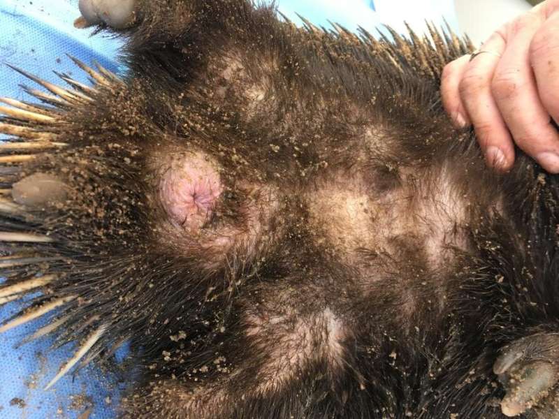 Solving the mystery of the four-headed echidna penis