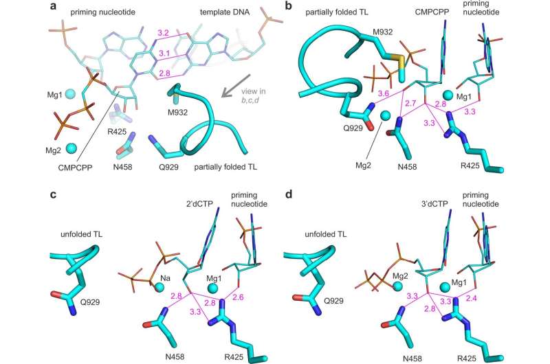 Solving the ancient problem of nucleic acid synthesis gives clues for the design of new antiviral drugs