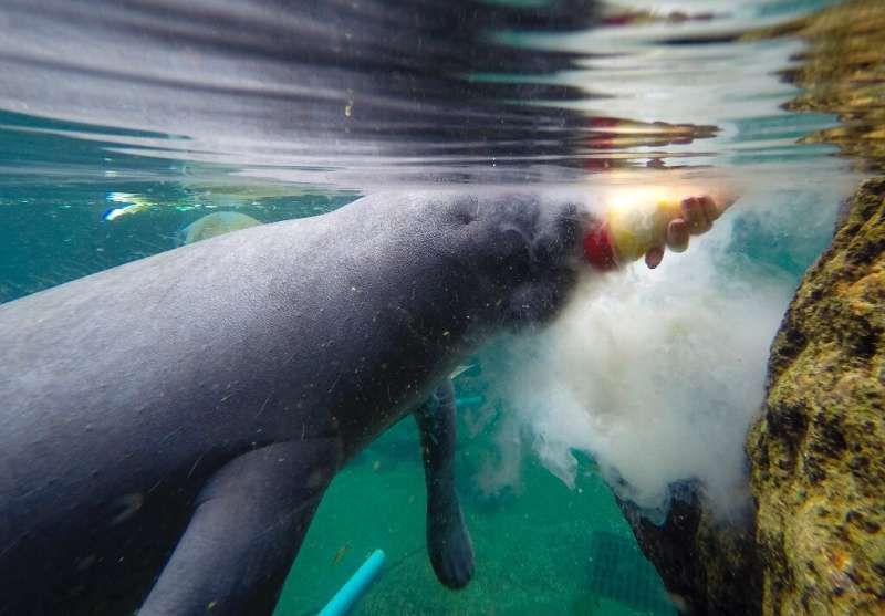 Some ailing manatees are bottle-fed in a recovery pool at the ZooTampa facility