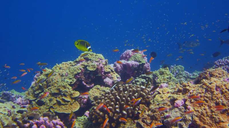 Some coral reefs are keeping pace with ocean warming