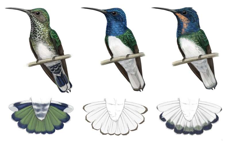 Some hummingbird females look like males to evade harassment