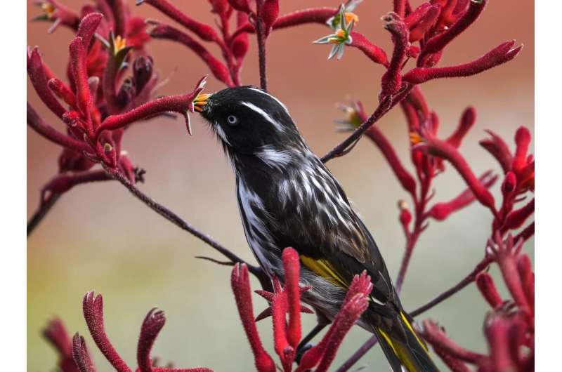 Songbird ancestors evolved a new way to taste sugar