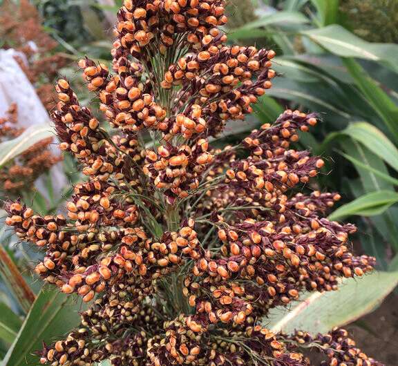 Sorghum, a close relative of corn, tested for disease resistance on Pennsylvania farms