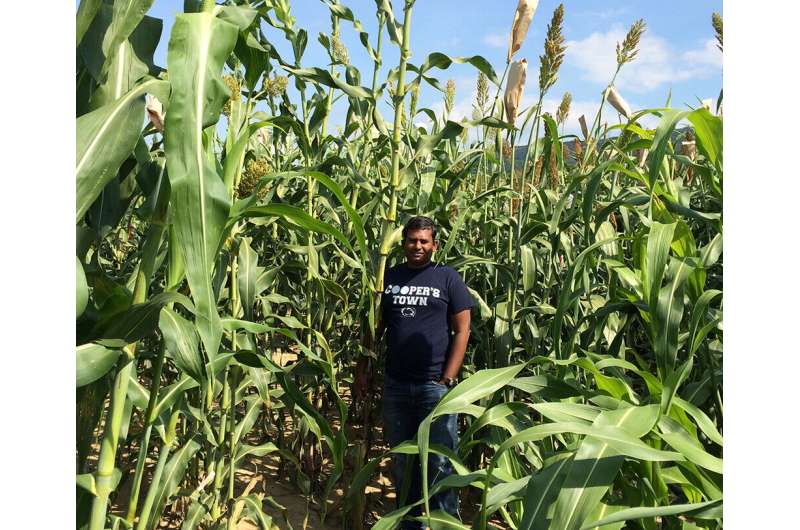 Sorghum, a close relative of corn, tested for disease resistance on Pennsylvania farms