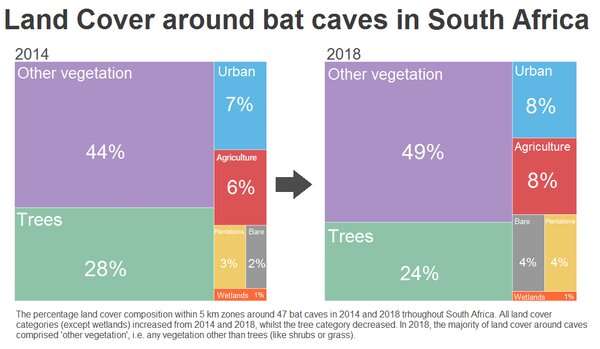 South Africa's cave-dwelling bats need more protection -- to keep people safe too