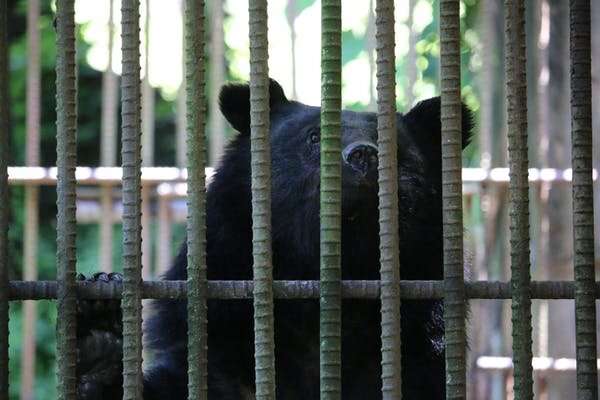 South Korea is bringing back bears in a country of 52 million people – I went to find out how