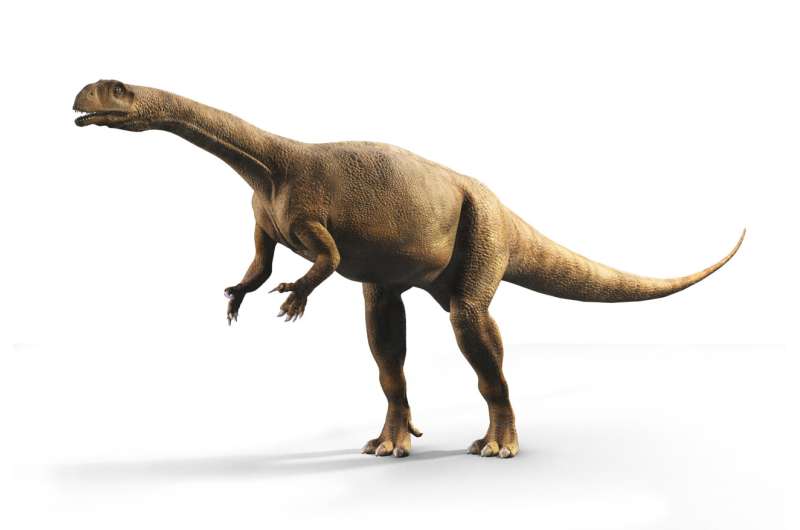 Southern African dinosaur had irregular growth