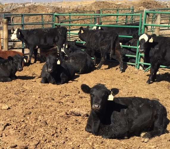Space, exercise may be critical to drylot beef heifer reproduction