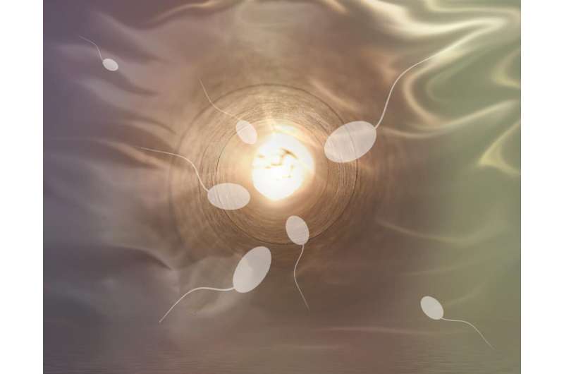 Sperm help 'persuade' the female to accept pregnancy