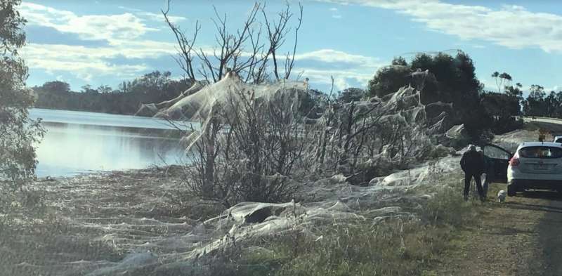 Spiders are cloaking Gippsland with stunning webs after the floods. An expert explains why