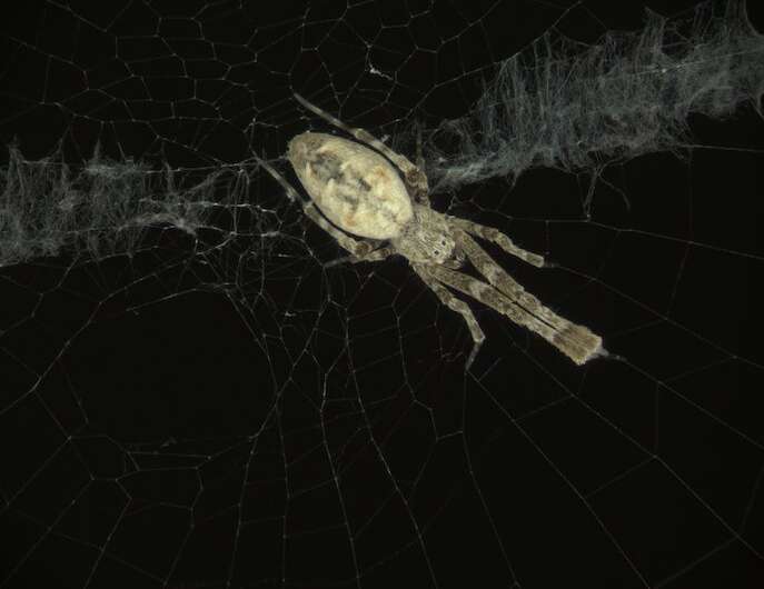 Spiders' web secrets unraveled