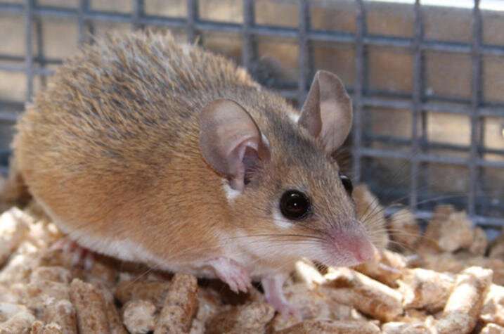 Spiny mice can repair damaged cardiac tissue